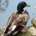 Duck on Pond's Edge